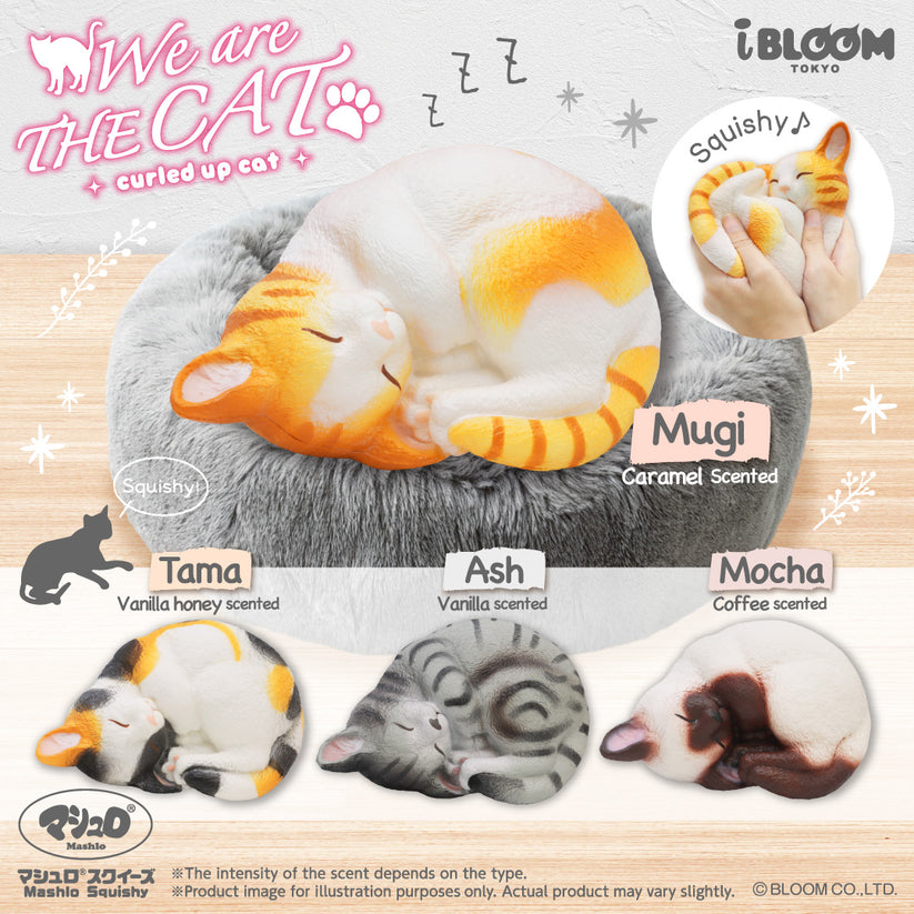 iBloom Squishy - We Are The Cat curled up cat